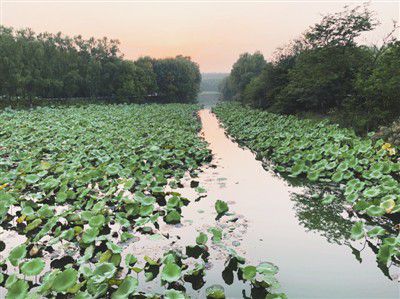 北京濕地公園建設 園林綠化工程助推生態(tài)城市發(fā)展